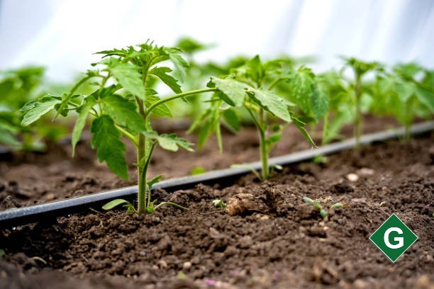 Drip Irrigation: Nurturing Crops, Preserving Resources