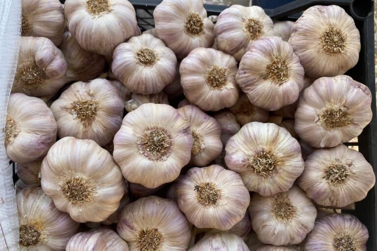 Exploring Egyptian Garlic: A Guide to Importing
