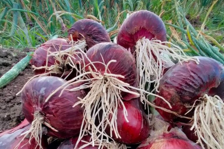 Egyptian Red Onion: Now Available with the Best Price!