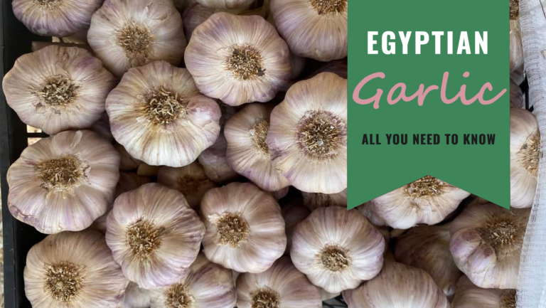 Egyptian Garlic: Top Facts, Importing Guide, and Exporters