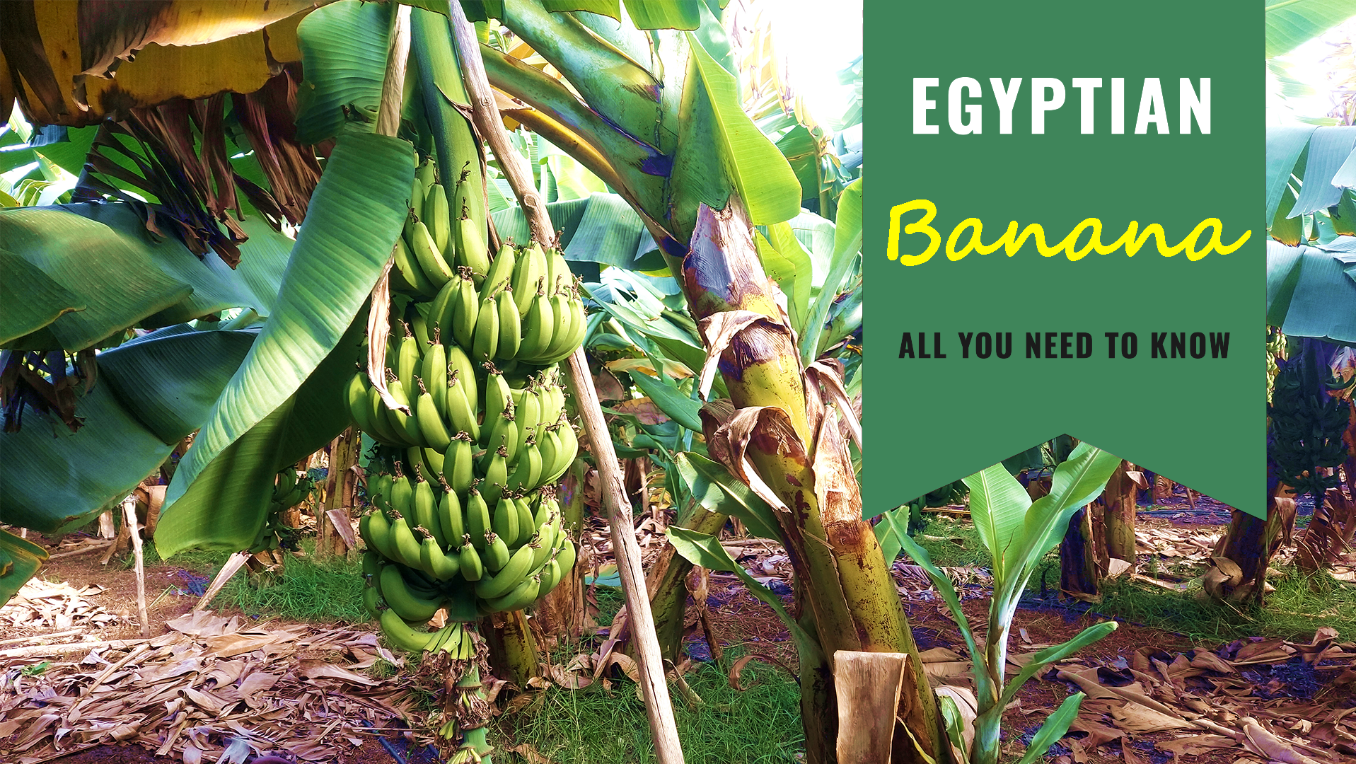 Egyptian Banana