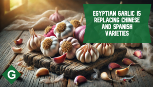 Egyptian Garlic Is Replacing Chinese and Spanish Varieties