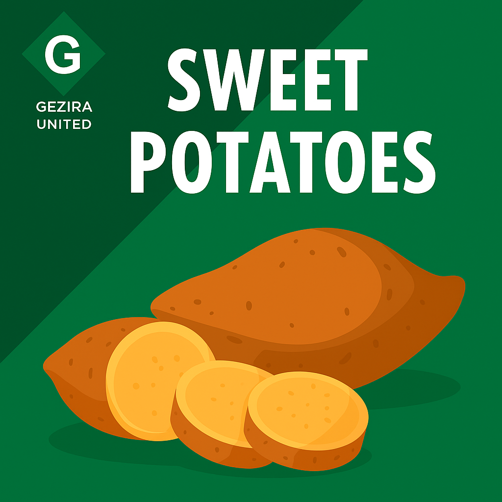 Egyptian Sweet Potatoes: Beauregard & Bellevue – Export Quality from Gezira United